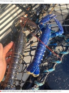 鮮やかな青ではカモフラージュが難しい（画像は『Mirror　2021年4月22日付「Lucky fisherman catches rare ‘1 in 2 million’ blue lobster off Cornish coast」（Image: TomLambourn/BNPS）』のスクリーンショット）