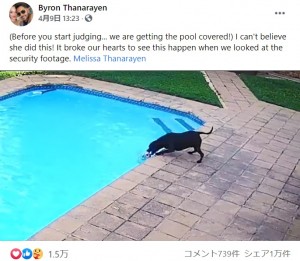 【海外発！Breaking News】「これぞ犬が思いやりの心を持つ証明」溺れる仲間を34分間かけて救出した保護犬（南ア）＜動画あり＞