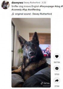 “コカイン”という言葉を聞くとダンテはすぐ仕事モードに（画像は『Davey Rutherford　2021年3月22日付TikTok「Sniffer dog knows English」』のスクリーンショット）