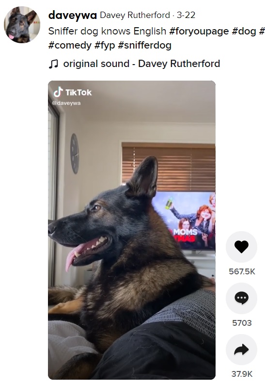 ソファーの上でリラックスする元警察犬（画像は『Davey Rutherford　2021年3月22日付TikTok「Sniffer dog knows English」』のスクリーンショット）