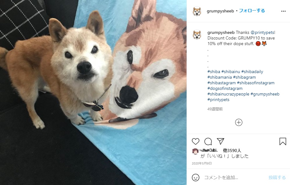 不機嫌顔で人気だった柴犬のチェスター（画像は『Grumpy Sheeb　2020年5月9日付Instagram「Thanks ＠printypets!」』のスクリーンショット）