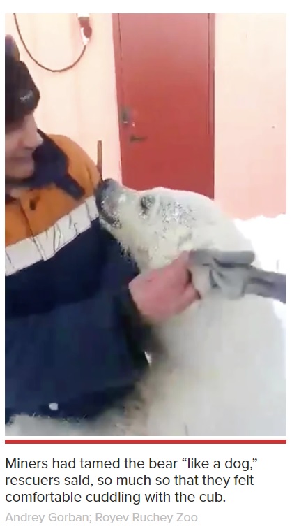 作業員の姿を見つけると、駆け寄ってハグも（画像は『New York Post　2021年4月22日付「Orphaned polar bear cub cuddles ‘like a dog’ after rescue」（Andrey Gorban; Royev Ruchey Zoo）』のスクリーンショット）