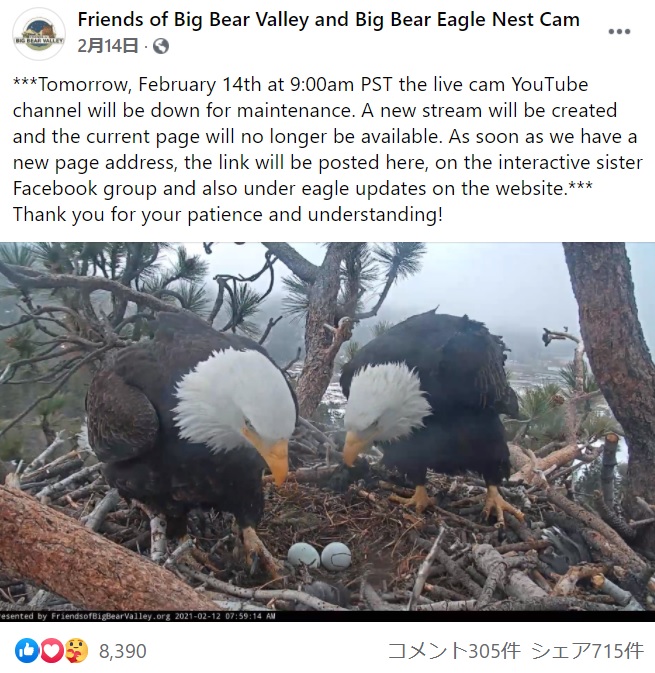 卵を見守るハクトウワシのつがい（画像は『Friends of Big Bear Valley and Big Bear Eagle Nest Cam　2021年2月14日付Facebook「***Tomorrow, February 14th at 9:00am PST the live cam YouTube channel will be down for maintenance.」』のスクリーンショット）