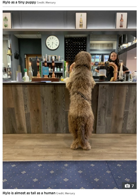 バーのカウンターに寄りかかるマイロ（画像は『The Sun　2021年4月23日付「CHEW BARKER Newfoundland-poodle cross is so shaggy that he gets mistaken for Chewbacca」（Credit: Mercury）』のスクリーンショット）