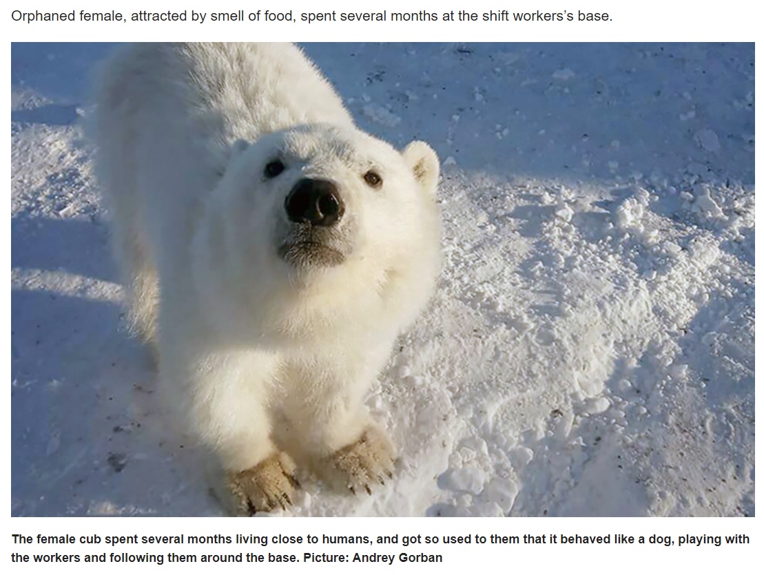 食べ物の匂いに誘われて作業員らに近づく子グマ（画像は『Siberian Times　2021年4月22日付「Polar bear cub tamed ‘like a dog’ by gold miners rescued from Arctic island of Bolshevik」（Picture: Andrey Gorban）』のスクリーンショット）