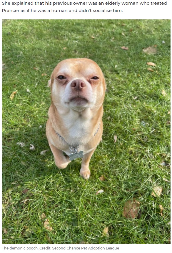 お手上げ状態のわがままを発揮するチワワ（画像は『7NEWS.com.au　2021年4月12日付「Brutally honest adoption ad for ‘demonic Chihuahua’ goes viral」（Credit: Second Chance Pet Adoption League）』のスクリーンショット）