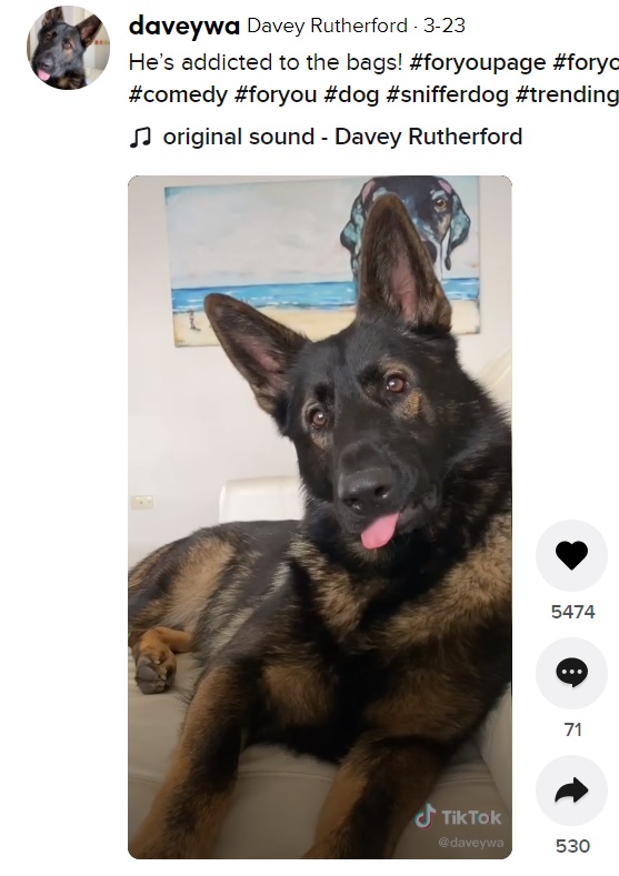 警察犬だった頃によく聞いた言葉はすかさず反応するダンテ（画像は『Davey Rutherford　2021年3月23日付TikTok「He’s addicted to the bags!」』のスクリーンショット）