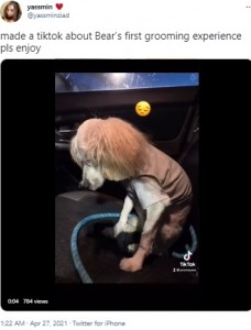 ちょっぴり悲しそうなベアー（画像は『yassmin　2021年4月27日付Twitter「made a tiktok about Bear’s first grooming experience pls enjoy」』のスクリーンショット）