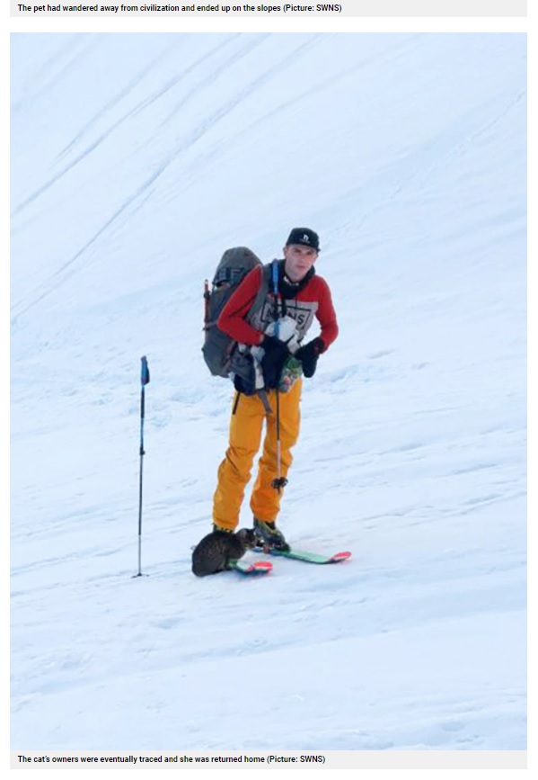 シリルさんたちから離れようとしなかった猫（画像は『Metro　2021年4月19日付「Lost cat follows hikers to top of 10,000 ft mountain」（Picture: SWNS）』のスクリーンショット）