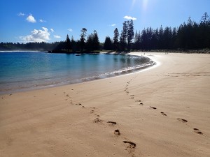 美しいノーフォーク島・エミリー湾（画像は『Norfolk Island’s Reef　2021年5月11日付「WHEN PLASTIC （AND GOLD WEDDING） RINGS ESCAPE INTO THE WILD」（Credit: www.norfolkislandtime.com.au）』のスクリーンショット）