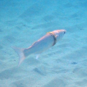 人間が捨てたゴミによる被害を受けた魚（画像は『Norfolk Island’s Reef　2021年5月11日付「WHEN PLASTIC （AND GOLD WEDDING） RINGS ESCAPE INTO THE WILD」（Credit: www.norfolkislandtime.com.au）』のスクリーンショット）