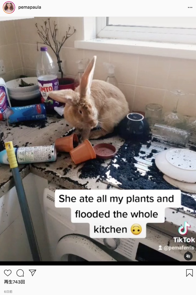 鉢植えを倒したウサギにより台所が悲惨なことに（画像は『Pema Ferris　2021年5月20日付 Instagram 「Bunny life.」』のスクリーンショット）