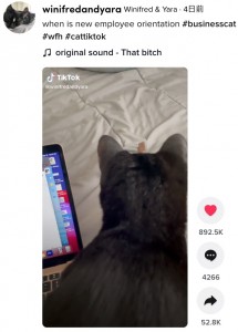 多くの猫の飼い主が同じ経験をしていた（画像は『Winifred ＆ Yara　2021年5月20日付TikTok「when is new employee orientation」』のスクリーンショット）