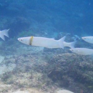 【海外発！Breaking News】海で失くした結婚指輪、5か月後に泳ぐ魚の胴にはまった状態で見つかる（豪）