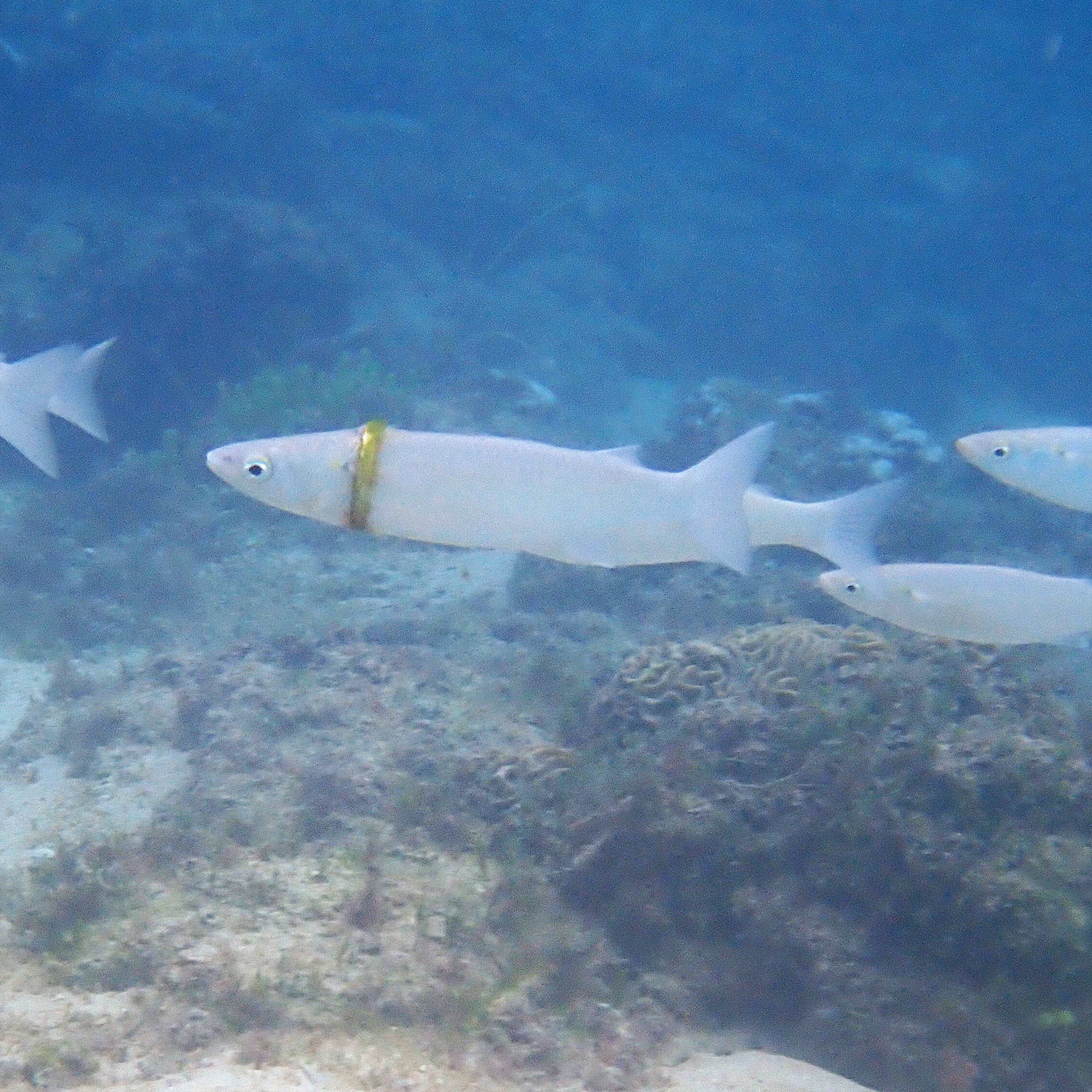 結婚指輪が胴にはまったまま泳ぐ魚（画像は『Norfolk Island’s Reef　2021年5月11日付「WHEN PLASTIC （AND GOLD WEDDING） RINGS ESCAPE INTO THE WILD」（Credit: www.norfolkislandtime.com.au）』のスクリーンショット）