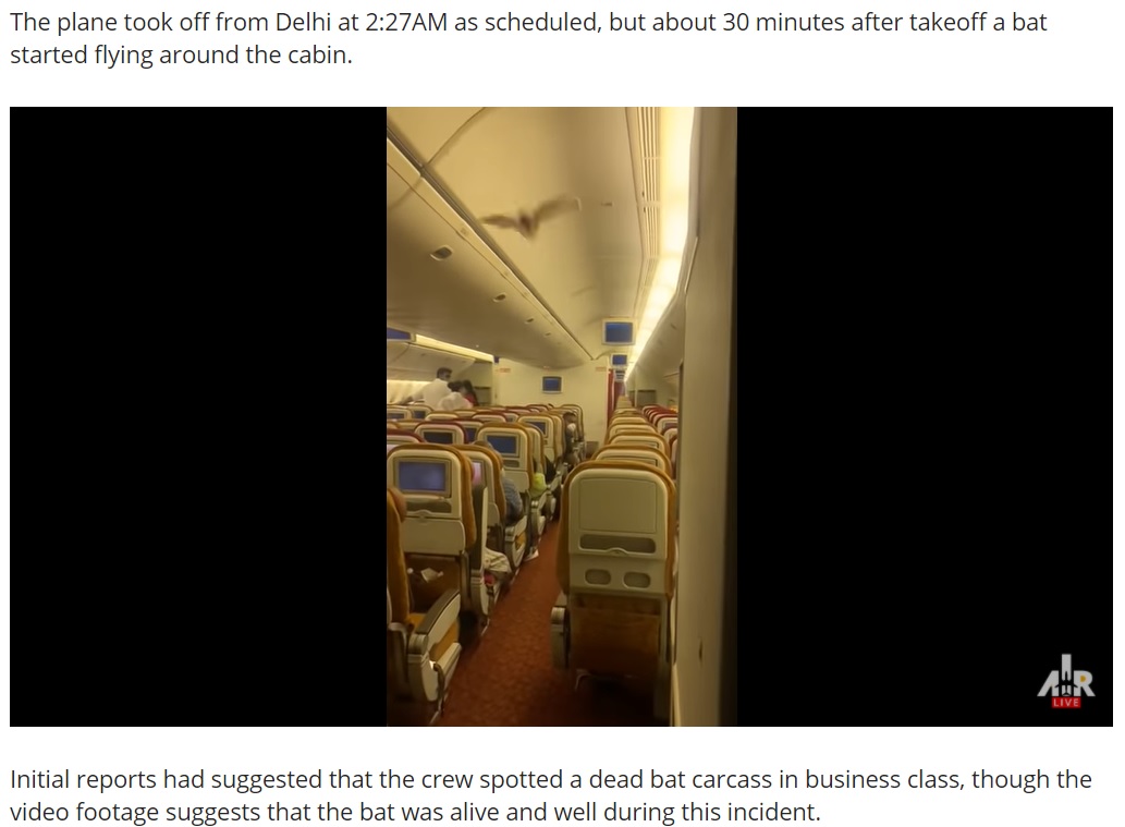 機内に迷い込んでしまったコウモリ（画像は『One Mile at a Time　2021年5月29日付「Bat Causes Newark-Bound Air India Flight To Divert」』のスクリーンショット）