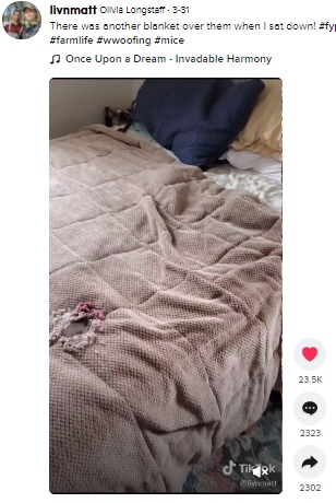 ベッドにネズミの赤ちゃんが！（画像は『Olivia Longstaff　2021年3月31日付TikTok「There was another blanket over them when I sat down!」』のスクリーンショット）