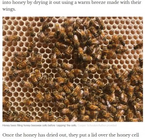 ミツバチは「賢い生き物」と専門家（画像は『The Conversation　2020年8月21日付「Curious Kids: how do bees make honey?」（Cooper Schouten/Author provided）』のスクリーンショット）