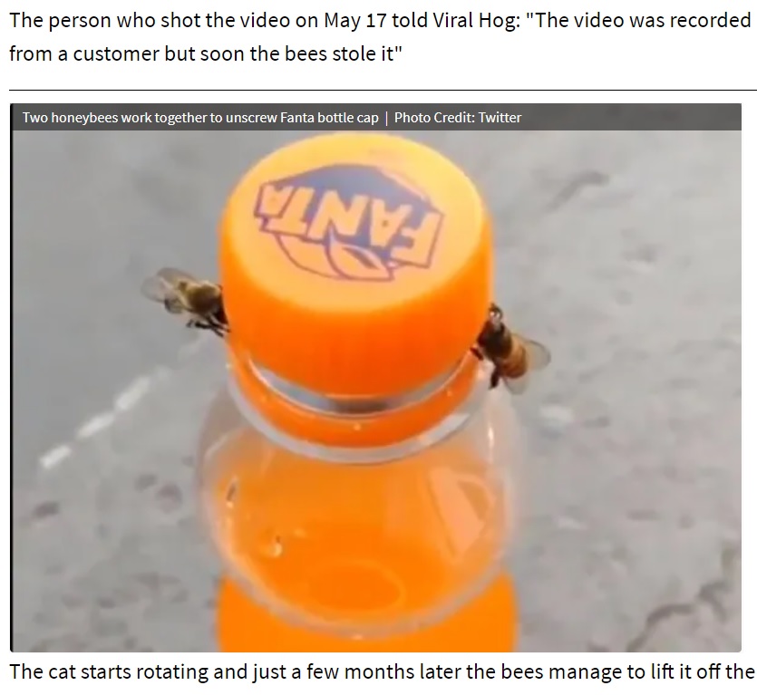 協力してファンタのフタを開けるミツバチ（画像は『Times Now　2021年5月26日付「Two honeybees work together to unscrew Fanta bottle cap, video has netizens buzzing ［WATCH］」（Photo Credit: Twitter）』のスクリーンショット）
