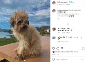 【海外発！Breaking News】飼い犬に起きたDIYトリミングの悲劇「ニワトリ？」「いや、首振り人形でしょう」（ニュージーランド）