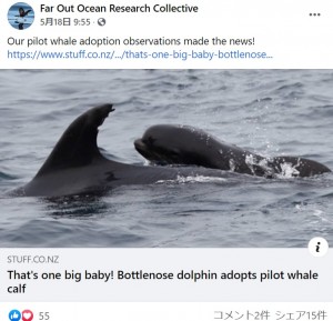 【海外発！Breaking News】イルカがクジラの赤ちゃんを育てる珍しい光景　我が子を亡くし母性本能が働いたか（ニュージーランド）