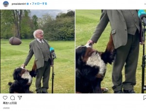 どうしても構って欲しいミスニーチ（画像は『President Michael D. Higgins　2021年5月3日付Instagram「Behind the scenes at Áras an Uachtaráin.」』のスクリーンショット）