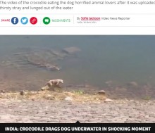 【海外発！Breaking News】川で水を飲む犬を巨大ワニが襲う　衝撃映像に物議（印）＜動画あり＞