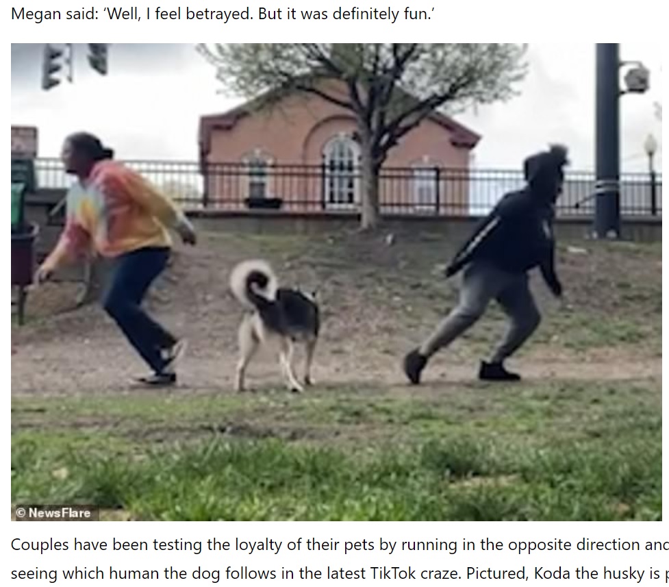 飼い主カップルに優劣を付けることができず悩む犬も（画像は『Todayuknews　2021年5月1日付「Pet owners test out a TikTok loyalty challenge on their dogs」（Newsflare）』のスクリーンショット）
