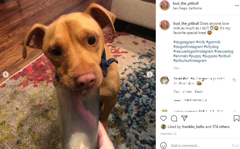 グラスからミルクを飲むのはお手のもの！（画像は『Bud　2021年2月25日付Instagram「Does anyone love milk as much as I do?!」』のスクリーンショット）