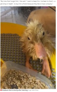 誕生したばかりのヒナ（画像は『WalesOnline　2021年5月4日付「Woman hatches duckling from box of eggs bought at Morrisons」（Image: Adele Phillips）』のスクリーンショット）