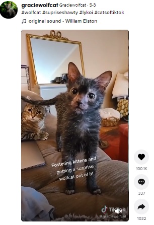 オオカミに似ている？（画像は『Graciewolfcat　2021年5月3日付TikTok「＃wolfcat ＃supriseshawty ＃lykoi ＃catsoftiktok」』のスクリーンショット） width=