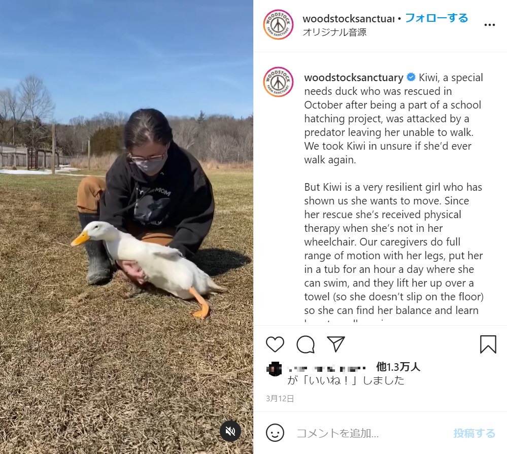 リズさんに支えてもらいながら自ら足を踏み出すキウィ（画像は『Woodstock Farm Sanctuary　2021年3月12日付Instagram「Kiwi, a special needs duck who was rescued in October after being a part of a school hatching project, was attacked by a predator leaving her unable to walk」』のスクリーンショット）