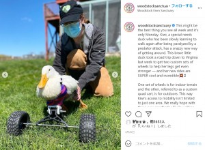 今もリハビリを続けるキウィ（画像は『Woodstock Farm Sanctuary　2021年4月26日付Instagram「This might be the best thing you see all week and it’s only Monday」』のスクリーンショット）