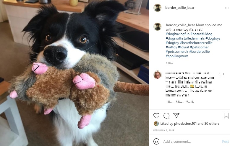 ネズミのぬいぐるみを持ってきたベアー（画像は『Bear Tennant　2019年2月8日付Instagram「Mum spoiled me with a new toy it’s a rat!」』のスクリーンショット）