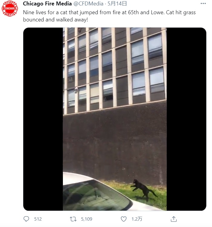 着地の際にバウンドした猫（画像は『Chicago Fire Media　2021年5月14日付Twitter「Nine lives for a cat that jumped from fire at 65th and Lowe.」』のスクリーンショット）
