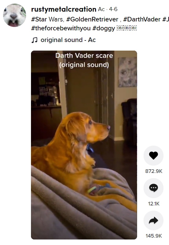 飼い主と一緒に映画を見るゴールデン・レトリバー（画像は『rustymetalcreation　2021年4月6日付TikTok「＃Star Wars, ＃GoldenRetriever , ＃DarthVader ＃Jedi ＃theforcebewithyou ＃doggy」』のスクリーンショット）