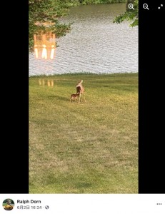 無事に母鹿と再会した子鹿（画像は『Ralph Dorn　2021年6月2日付Facebook「I couldn’t find Harley this evening until I looked out on the lake.」』のスクリーンショット）