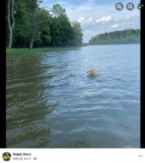 【海外発！Breaking News】湖で溺れそうになり犬に救われた子鹿、翌朝に母鹿を伴って会いに来る（米）＜動画あり＞