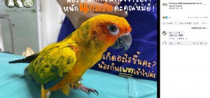 【海外発！Breaking News】宝石の魅力に取りつかれたインコ　21個ものダイヤモンドを飲み込む（タイ）