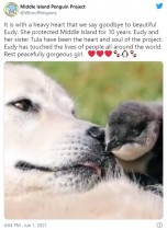 【海外発！Breaking News】10年間ペンギンを天敵から守り続けた牧羊犬が亡くなる　市が記念式典開催へ（豪）　