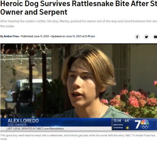 インタビューに応じるアレックスさん（画像は『NBC 7 San Diego　2021年6月13日付「Heroic Dog Survives Rattlesnake Bite After Stepping Between Owner and Serpent」』のスクリーンショット）