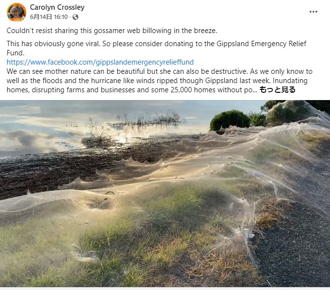 風になびき、美しい姿を見せるクモの糸（画像は『Carolyn Crossley　2021年6月14日付Facebook「Couldn’t resist sharing this gossamer web billowing in the breeze.」』のスクリーンショット）