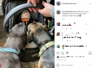 2匹の犬に迎えられるジョジョちゃん（画像は『Allison Ackerman　2020年2月8日付Instagram「Welcome to the Wolfpack!」』のスクリーンショット）