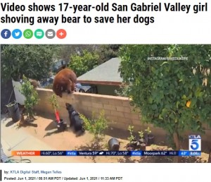 母グマのすぐそばで吠える犬（画像は『KTLA　2021年6月1日付「Video shows 17-year-old San Gabriel Valley girl shoving away bear to save her dogs」（Instagram / Bakedlikepie）』のスクリーンショット）