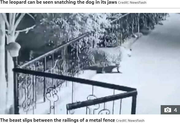 フェンスをくぐって犬に近づくヒョウ（画像は『The Sun　2021年6月15日付「JAWS OF DEATH Chilling moment leopard snatches sleeping dog from family’s porch and drags it into the darkness」（Credit: Newsflash）』のスクリーンショット）