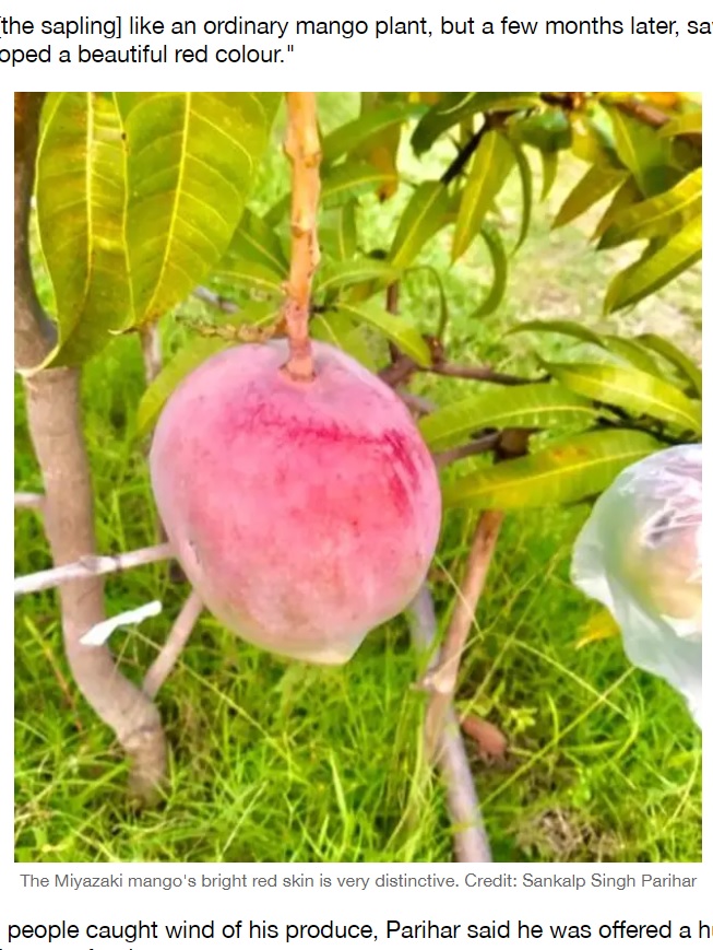 インドでは珍しい真っ赤なマンゴー（画像は『LADbible　2021年6月20日付「Farmers Accidentally Grow The ‘World’s Most Expensive Mango’」（Credit: Sankalp Singh Parihar）』のスクリーンショット）