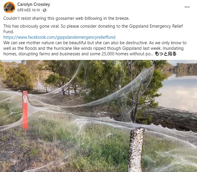 高い木の上にまで届くクモの糸（画像は『Carolyn Crossley　2021年6月14日付Facebook「Couldn’t resist sharing this gossamer web billowing in the breeze.」』のスクリーンショット）