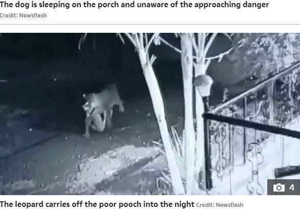 ヒョウの口にぶら下がった状態の犬（画像は『The Sun　2021年6月15日付「JAWS OF DEATH Chilling moment leopard snatches sleeping dog from family’s porch and drags it into the darkness」（Credit: Newsflash）』のスクリーンショット）