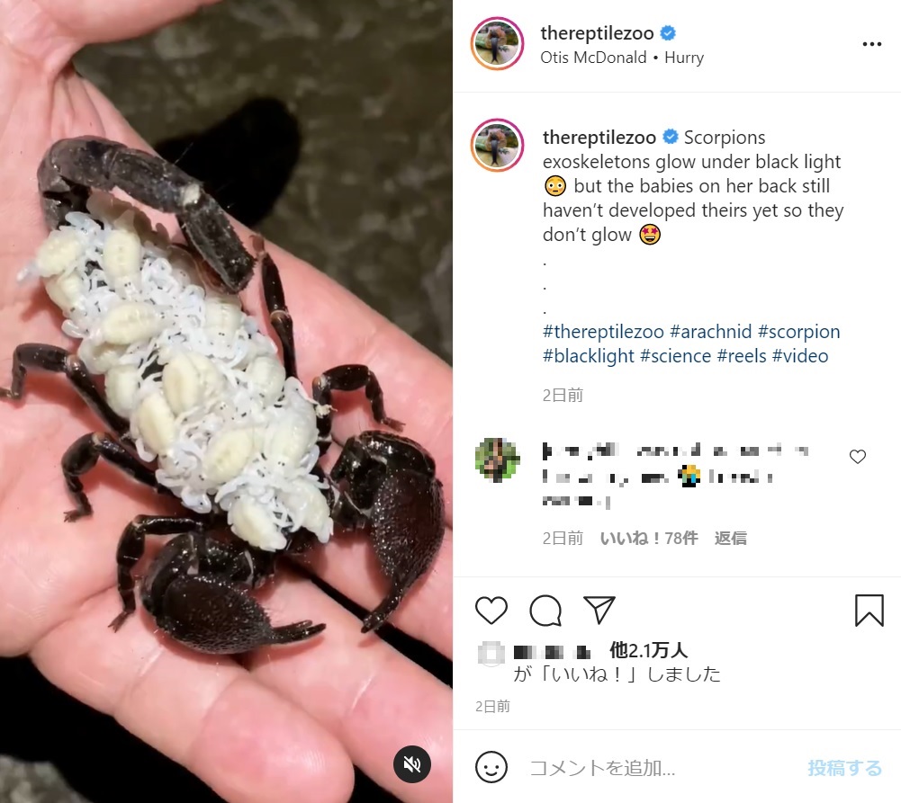 親の背中に乗る無数の仔サソリ（画像は『The Reptile Zoo　2021年6月2日付Instagram「Scorpions exoskeletons glow under black light」』のスクリーンショット）