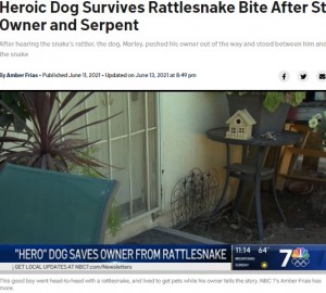 この机の下でヘビがガラガラと音を立てていた（画像は『NBC 7 San Diego　2021年6月13日付「Heroic Dog Survives Rattlesnake Bite After Stepping Between Owner and Serpent」』のスクリーンショット）